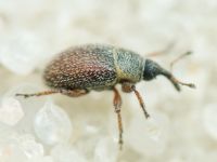 Mecinus plantaginis