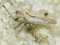 Lasiacantha gracilis