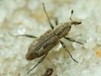 Bagous (Macropelmus) tubulus