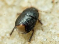 Byrsinus flavicornis