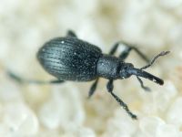 Diplapion stolidum
