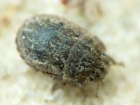 Odontoscelis (Obscuromorpha) hispidula