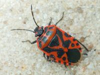Eurydema (Rubrodorsalium) ventralis