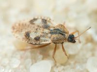 Dictyla humuli