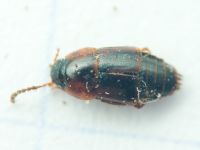 Staphylinidae