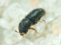 Lymantor coryli