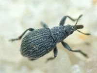 Apioninae
