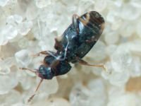 Telmatophilus typhae