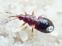 Heteroptera