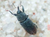 Mecinus pyraster
