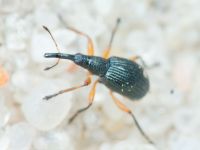 Apionidae