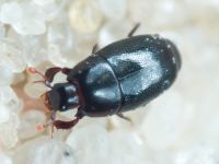 Paromalus flavicornis