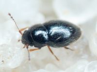 Ptiliidae