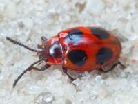 Coleoptera