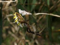 Argiope bruennichi