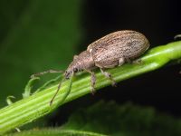 Phyllobius pyri