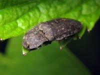Agrypnus murinus