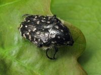 Oxythyrea funesta