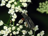 Anoplodera rufipes