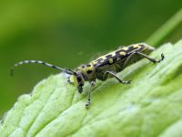 Saperda scalaris