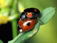 Adalia bipunctata