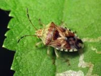 Elasmucha grisea
