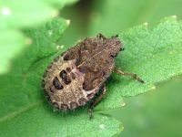 Dolycoris baccarum