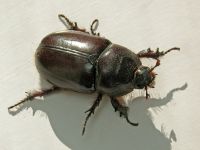 Oryctes nasicornis