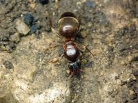 Formicidae