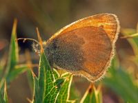 Coenonympha pamphilus