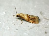 Phalonidia contractana