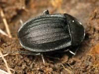 Phosphuga atrata