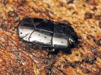 Hololepta plana
