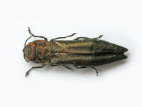 Agrilus (Agrilus) viridis viridis