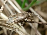 Stictopleurus punctatonervosus