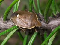 Chlorochroa pinicola