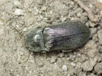 Selatosomus gravidus