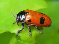 Clytra quadripunctata