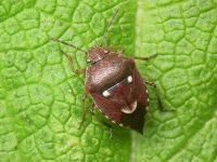 Stagonomus amoenus