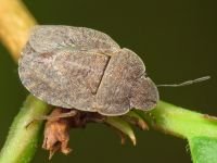 Sciocoris homalonotus