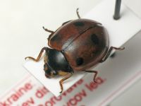 Hippodamia undecimnotata