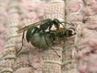 Auplopus carbonarius