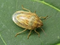 Neottiglossa leporina