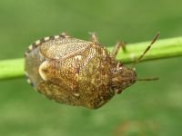 Staria lunata