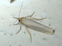 Arctiinae