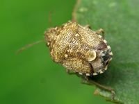 Staria lunata