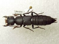 Ocypus curtipennis