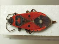 Melanocoryphus albomaculatus