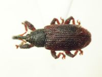 Bradybatus kellneri
