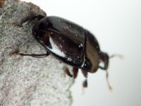 Platylomalus complanatus